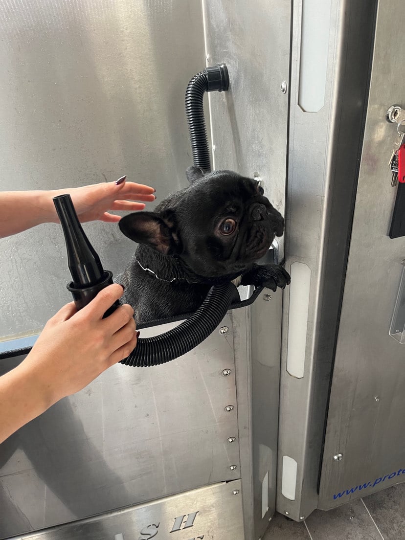 Pasja pralnica Celje