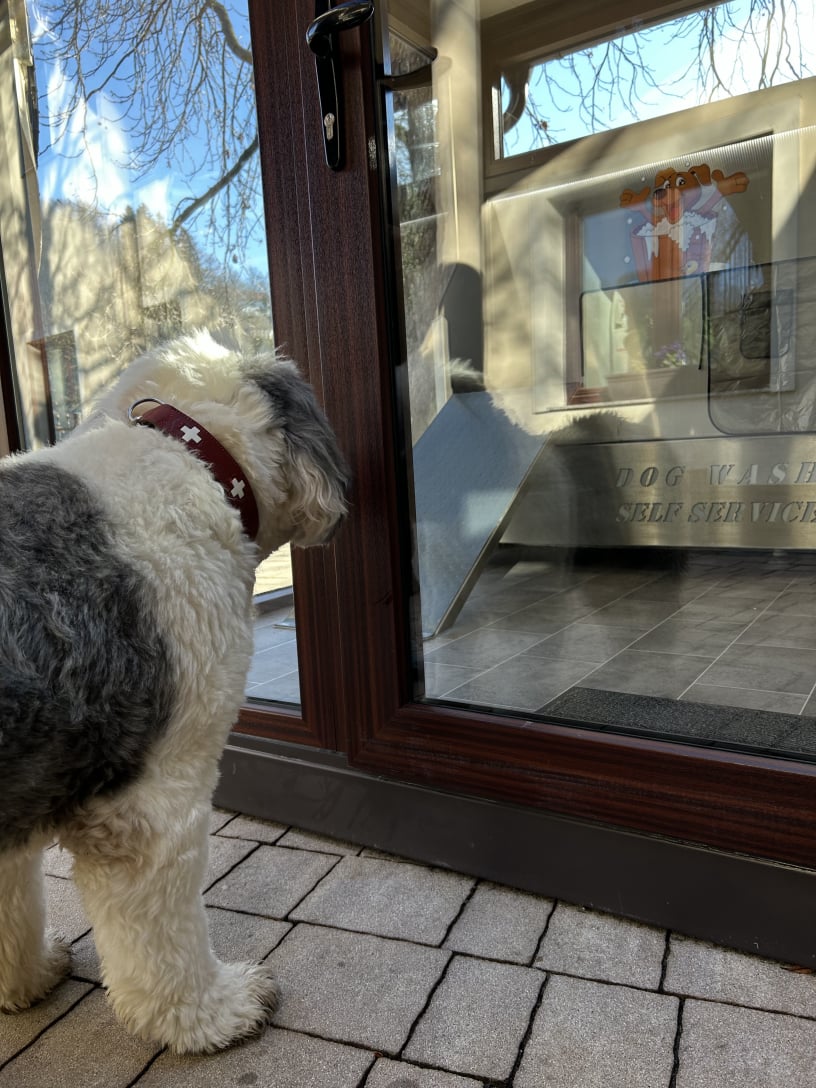 Pasja pralnica Celje