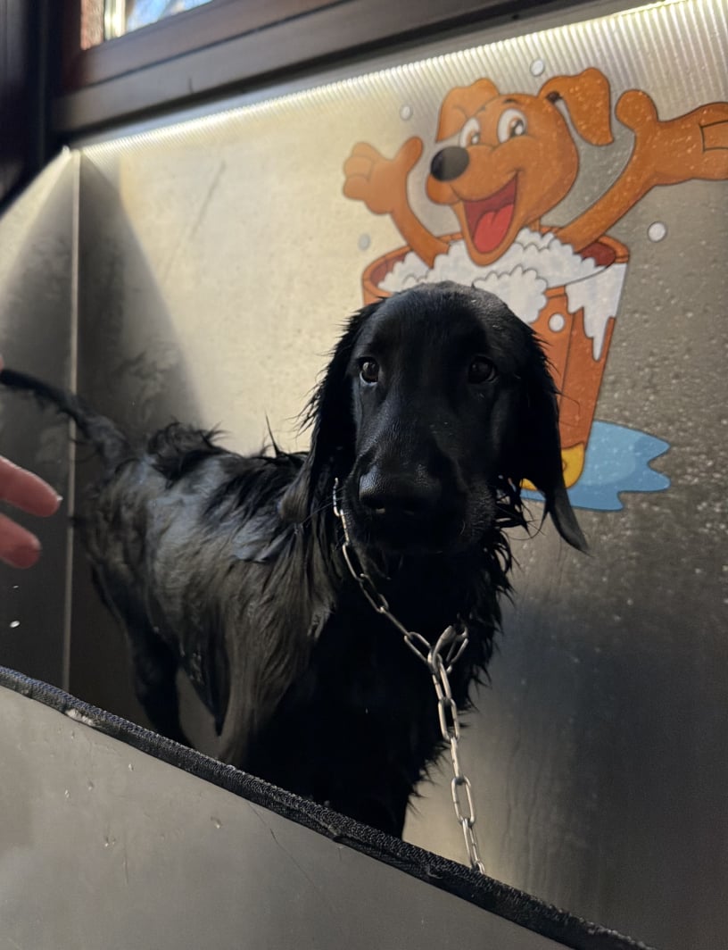 Pasja pralnica Celje