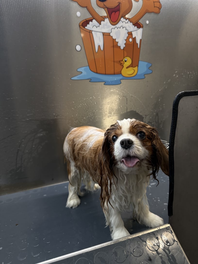 Pasja pralnica Celje